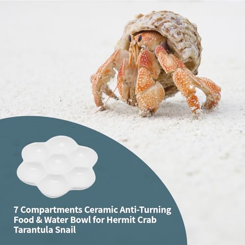 3.5" Hermit Crab Ceramic Food Dish,7 Compartments Ceramic Anti-turning Food & Water Bowl for Hermit Crab Tarantula Snail - size: 3.5 inch