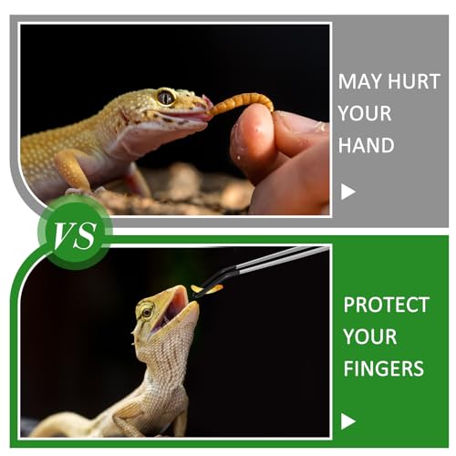 Lasnten 2 Pcs Stainless Steel Reptile Feeding Tong, Feeding Spoon for Bearded Dragon Snake, 10.5'' Aquarium Curved Tweezer with Rubber Tip, Terrarium Feeder Tool for Crested Gecko Tank Accessories