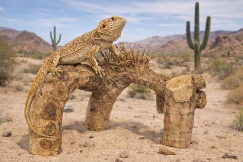 Natural Driftwood Branch Reptile Terrarium Décor, Climbing & Hiding Enrichment for Lizards, Geckos, Snakes, Amphibians, Medium Size -16" x 15"