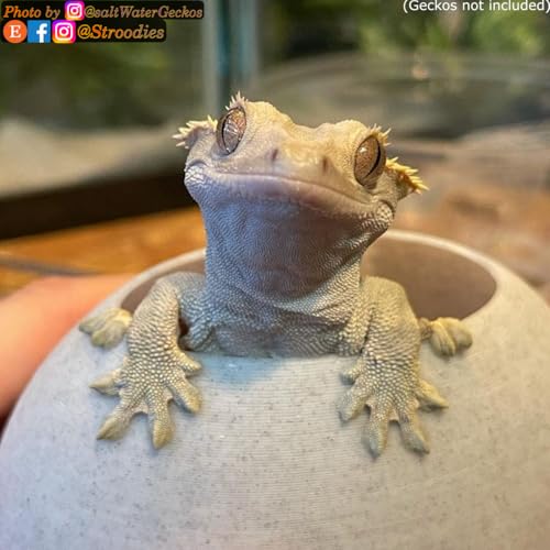 Stroodies Original Bubbleloft Hide for Arboreal Geckos | Especially Adult Cresties | Includes Suction Cups | (Marble)