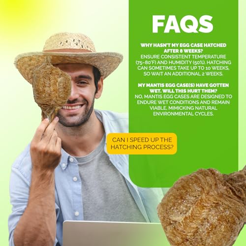 USMANTIS Praying Mantis Ootheca Egg Case (Twenty Egg Case) - Beneficial for Stem Education and Gardening, Each Egg Case Produces Approximately up to 400 Baby Nymphs (T Sinensis) - size: Pack of 20