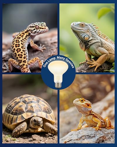 FLSNT Heat Bulb Lamp, 2-Pack 100W Daylight Basking Spot, Bearded Dragon/Turtle/Lzard/Gecko Light Bulb, UVA Heat Lamp, Basking Light for Reptiles RA80 - color: Reptile Basking Bulb