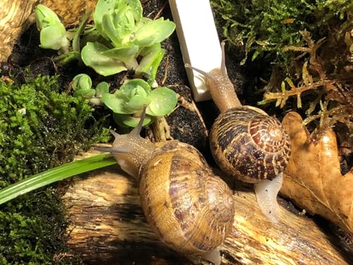 Terrarium Pro Kit – The Ultimate Snail Care Starter Pack for Giant African Land Snails, Helix Aspersa, Helix Pomatia, Grove Snails, etc