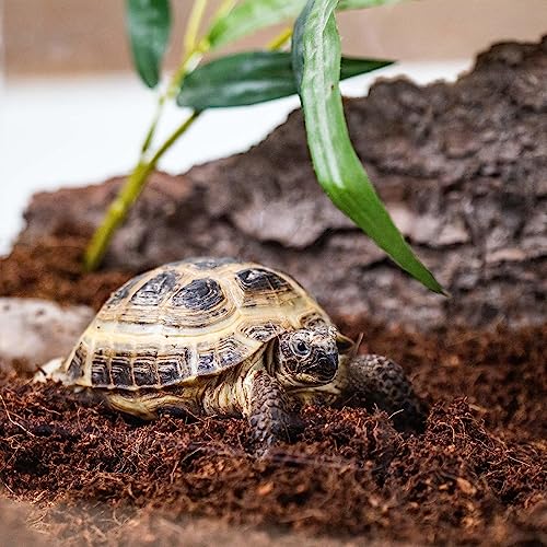 Gardenera Terrarium Potting Soil Mix - Perfect Balance of Ingredients for Closed-Top and Open-Top Terrariums - 20 QUARTS - size: 20 Quart Bag