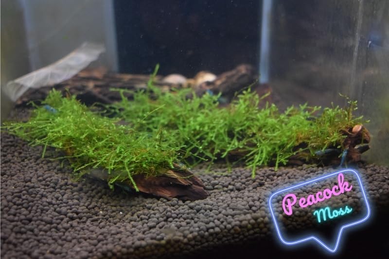 Flame Moss, Peacock Moss, or Christmas Moss on Manzanita Driftwood (Peackock Moss) - style: Peackock Moss