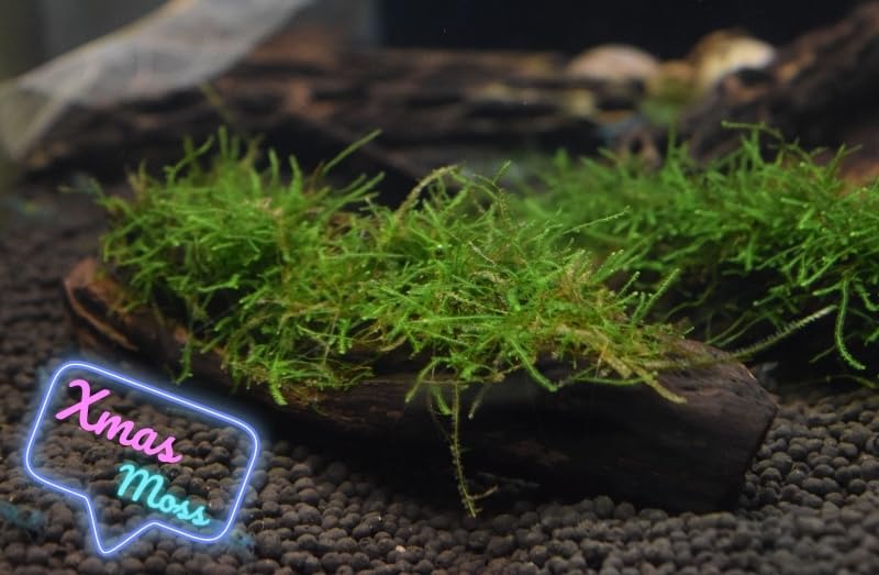 Flame Moss, Peacock Moss, or Christmas Moss on Manzanita Driftwood (Christmas Moss) - style: Christmas Moss