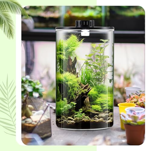 Maxdot Glass Plant Terrarium Kit with LED Grow Light, Desk Terrarium for Venus Fly Trap, Succulents, Moss & Miniature Garden, Borosilicate Glass Desktop Planter for Home Office(9.8 x 5.9 Inch) - size: 9.8 x 5.9 Inch