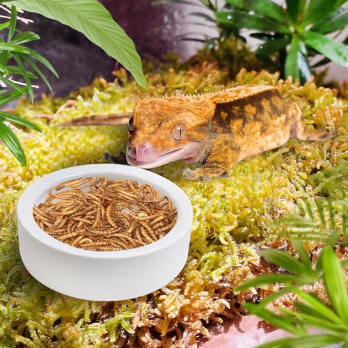 Tfwadmx 2 Pack Reptile Food Bowl, Ceramic Water Feeder Bowl, Reptile Worm Feeding Dish for Lizard Turtle Bearded Dragon Anoles Crested Gecko Hermit Crab Leopard Gecko Chameleon Corn Snake - size: 2 Pcs 3.9 '' x 1.1 ''