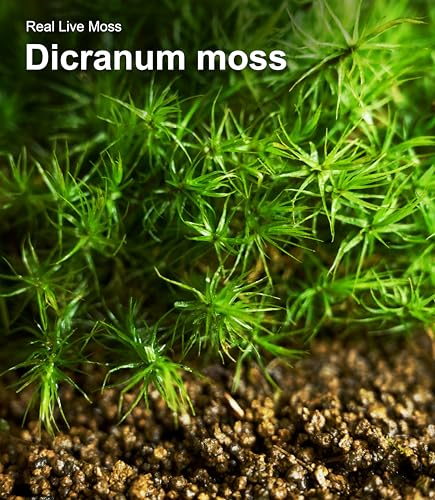 Lucky Runes Live Moss 4-Pack for Terrariums,Potted Plants & Floral Decor | Random Varieties, Easy to Revive, Dye-Free, Mixed Green Texture, Fairy Gardens, Bonsai, Potted Plants, Habitat Accent
