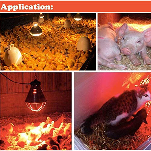 Infrared Heating Lamp Clear Hard Explosion-Proof Glass UV Coating for Animal, Bathroom Warming Light Bulb (150w,120v)