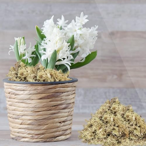 ZeeDix 8 oz Sphagnum Moss for Indoor Plants, Natural Orchid Potting Mix for Repotting, Dried Long Fiber Sphagnum Peat Moss for Carnivorous Plants Succulents Reptile Habitats (Expands to 12 qt) - size: 8 ounces