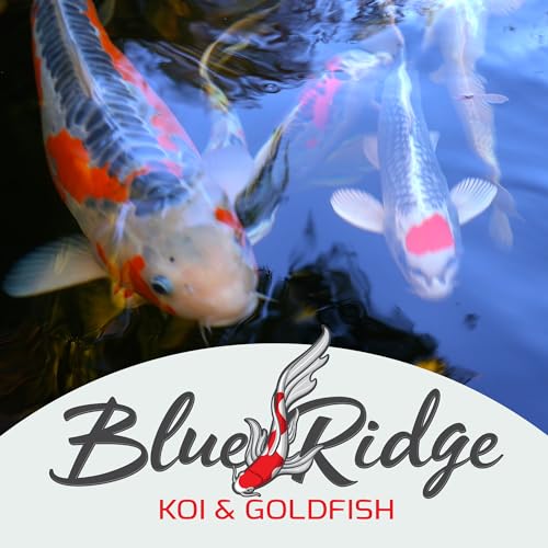 Blue Ridge Koi Fish Food 25lb - Koi Food 3/16” Large and Mini Blend Growth Formula, Goldfish Food, Premium Fish Food for Ponds, Ponds Fish Food, Floating Pond Pellets - size: 25 Pound (Pack of 1)