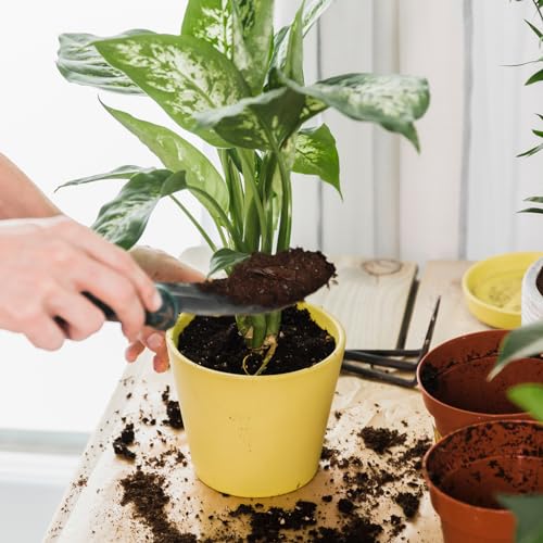 Doter Organic Pothos Soil Mix 10qt, Indoor Plants Potting Mix for All Potted Pothos, Grow Healthy houseplants Indoors - size: 10qt