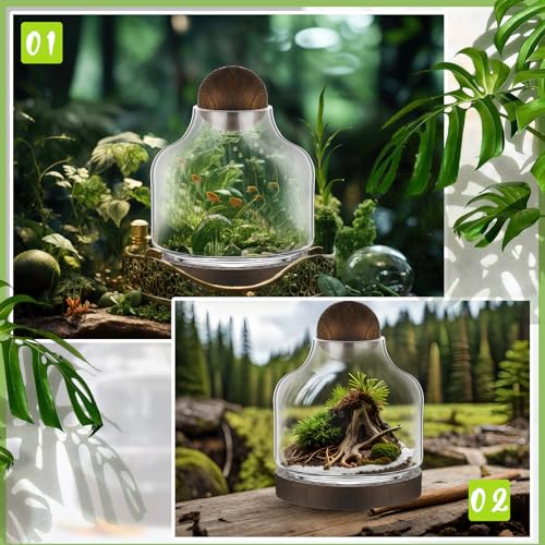 2 Pcs Glass Terrarium Container with Wooden Base and Decorative Ball Lid, 7 Inch DIY Terrarium Jar for Moss, Ferns, Air Plants and Succulents, Mini Indoor Garden Vase for Home Office Desk Decor