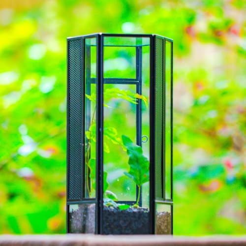 NCYP Glass Enclosure Terrarium with Mesh and Door for Small Spiders - Hexagon Shape, Small Mantis Vented Glass Terrarium 4.1'' x 3.6'' x 7.8'', Tabletop Decor, Black (Plants Not Include) - size: 4.1'' x 3.6'' x 7.8''