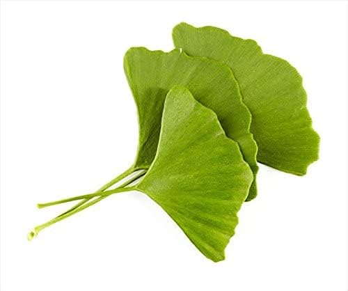 Ginkgo Leaf - Ginkgo Biloba Loose Leaf 100% from Nature (04 oz)