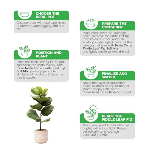 Fiddle Leaf fig Soil Plant Food fig Trees Live Plants Fertilizer Seed Starter Soil Plant - color: Fiddle Leaf Fig Soil