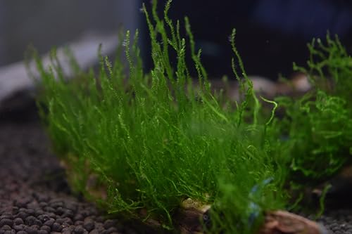 Flame Moss, Peacock Moss, or Christmas Moss on Manzanita Driftwood (Flame Moss) - style: Flame Moss