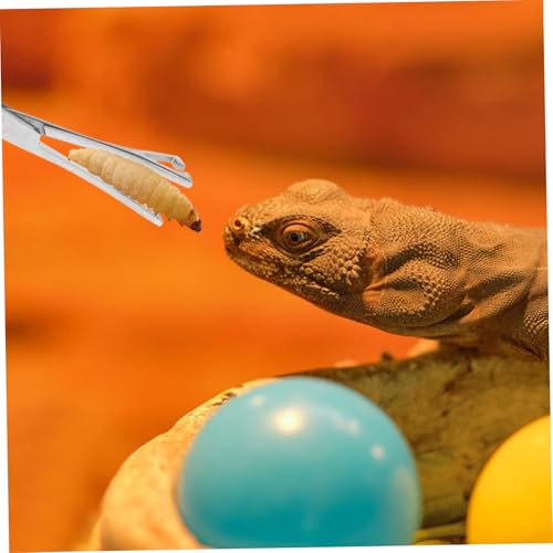 Stainless Steel Reptile Feeding Tongs Grip Long Handle Tweezer Tool for Snakes Lizards and Other Reptiles Terrariums Gentle and Durable Feeding Clamp