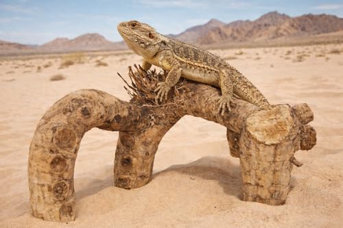 Natural Driftwood Branch Reptile Terrarium Décor, Climbing & Hiding Enrichment for Lizards, Geckos, Snakes, Amphibians, Medium Size -16" x 15"