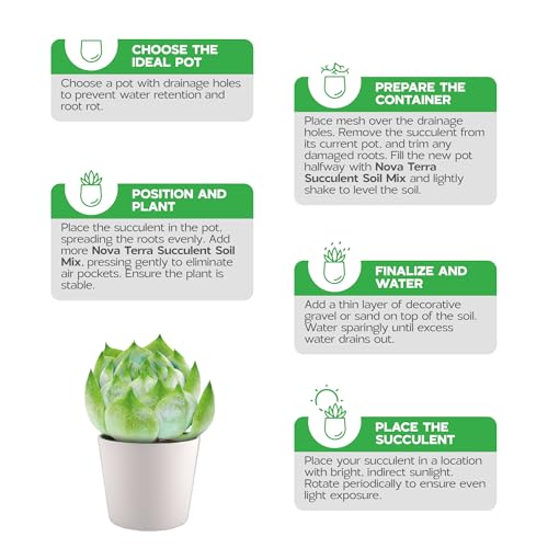 Succulent Soil Potting Mix Succulents Plants Live Succulent pots Potting Soil for Succulents Indoor suculentas Potting - color: Succulent Soil