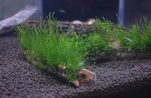 Flame Moss, Peacock Moss, or Christmas Moss on Manzanita Driftwood (Flame Moss) - style: Flame Moss