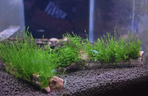 Flame Moss, Peacock Moss, or Christmas Moss on Manzanita Driftwood (Flame Moss) - style: Flame Moss