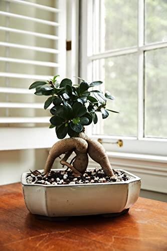 Bonsai Soil All Purpose Mix | Fast Draining Pre Blend (2 Quart Bag) Plant | Pumice, Lava, Calcined Clay and Pine Bark ● Potting Pre Mixed Bonsai Plant Soil Mixture By The Bonsai Supply - size: 2 Quarts All Purpose Mix
