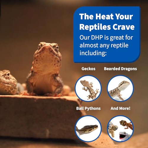 Pangea 50W Deep Heat Projector 2-Pack for Reptiles with Carbon Fiber Filament, Core Warming Infrared A and B Bulb for Basking Lizards, Designed for Ceramic Sockets (50 Watt)