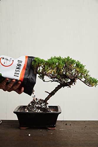 Bonsai Soil All Purpose Mix | Fast Draining Pre Blend (2 Quart Bag) Plant | Pumice, Lava, Calcined Clay and Pine Bark ● Potting Pre Mixed Bonsai Plant Soil Mixture By The Bonsai Supply - size: 2 Quarts All Purpose Mix