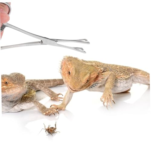 Stainless Steel Reptile Feeding Tongs Grip Long Handle Tweezer Tool for Snakes Lizards and Other Reptiles Terrariums Gentle and Durable Feeding Clamp
