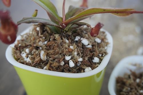 2 Qts Carnivorous Plant Soil Mix, Great Potting Soil for Venus Fly Trap Live Plant, Pitcher Plants, Sundews and Butterworts - size: 2QT