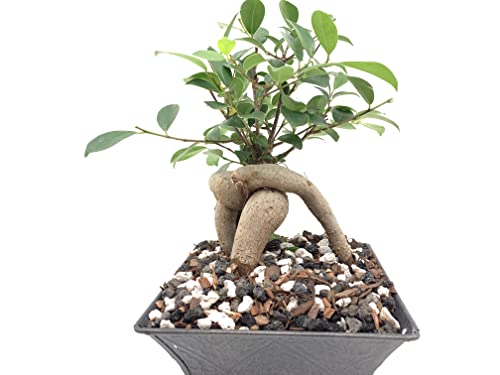 Bonsai Soil by The Bonsai Supply – 4qts. Professional Bonsai Soil Mix | Ready to use| Great for All Bonsai Tree Varieties. - size: 4 Quarts Professional Mix