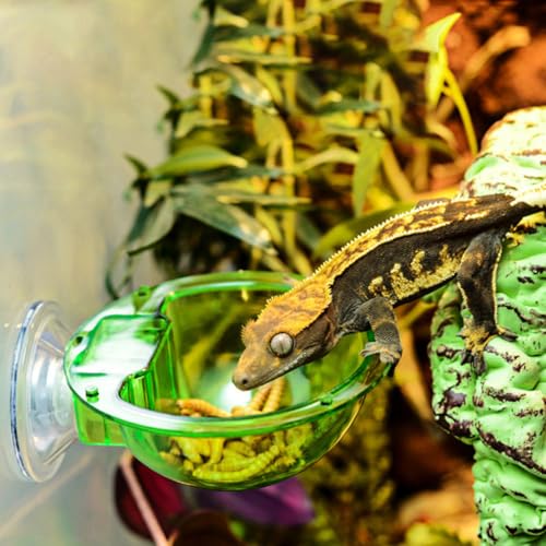 4pcs Reptile Feeder Bowls with Suction Cups, Wall-Mounted Lizard and Gecko Feeding Dish Set, Anti-Escape Terrarium Water and Food Basin for Chameleons and Small Reptiles