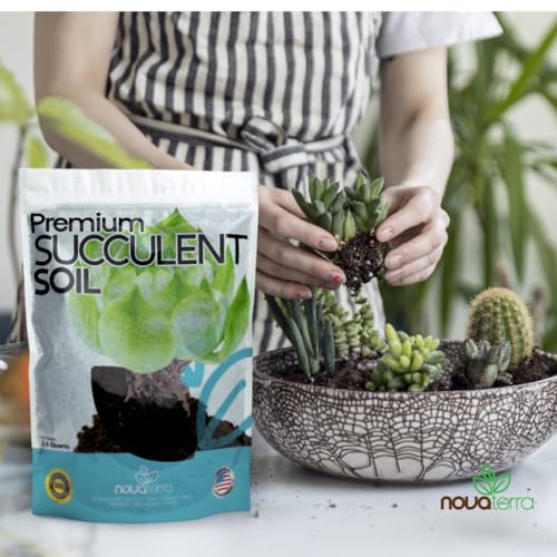 Succulent Soil Potting Mix Succulents Plants Live Succulent pots Potting Soil for Succulents Indoor suculentas Potting - color: Succulent Soil
