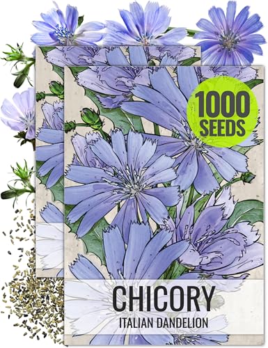 Seed Needs Chicory Seeds to Plant Italian Dandelion Blue Flowers 2 Packs - size: 2 Packs, style: Italian Dandelion