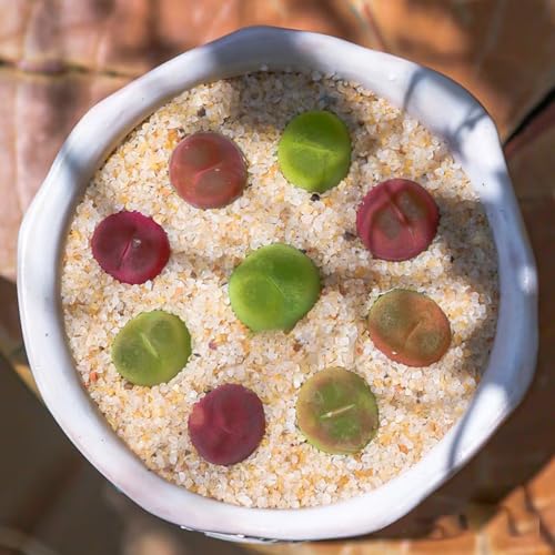 YISZM Aquarium Sand, 10lbs Beige Fish Tank Sand, Aquarium Gravel Substrate for Aquascaping, Vivariums, Terrariums, Plants and Crafts - color: Beige, size: 10 lbs