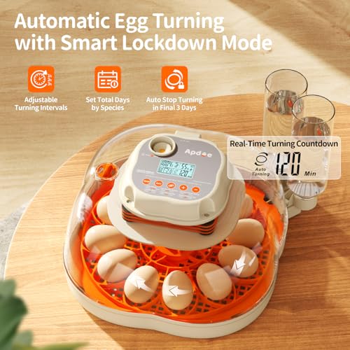 APDOE Egg Incubators for Hatching Eggs, Temperature and Humidity Control, Automatic Egg Turning, Egg Candler, External Water Bottle, Air Vent, for Chicken, Duck & Quail Eggs, 12 Eggs + 30 Quail Eggs - size: 12 Eggs + 30 Quail Eggs