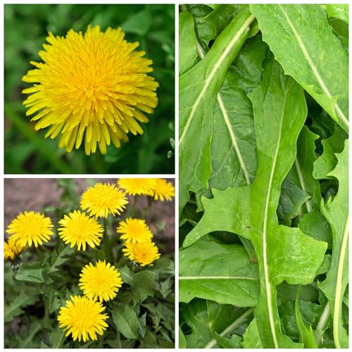 Seed Needs Dandelion Seeds to Plant Heirloom & Non-GMO Herbs 1 Pack - size: 1 Pack, style: Common Dandelion