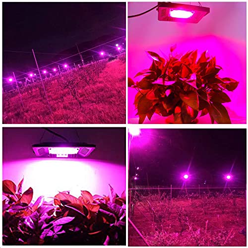Full Spectrum LED Grow Lights for Indoor Plants, CANAGROW Waterproof COB Outdoor Grow Light, Plant Growing Lamps Refugium Light for Saltwater Aquarium, Heating Lamps for Plants Seeding, Veg, Blooming - size: 1 Bulb Pink - 100 W