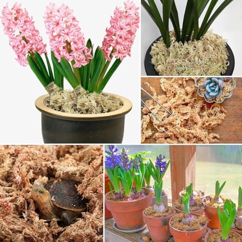 ZeeDix 8 oz Sphagnum Moss for Indoor Plants, Natural Orchid Potting Mix for Repotting, Dried Long Fiber Sphagnum Peat Moss for Carnivorous Plants Succulents Reptile Habitats (Expands to 12 qt) - size: 8 ounces