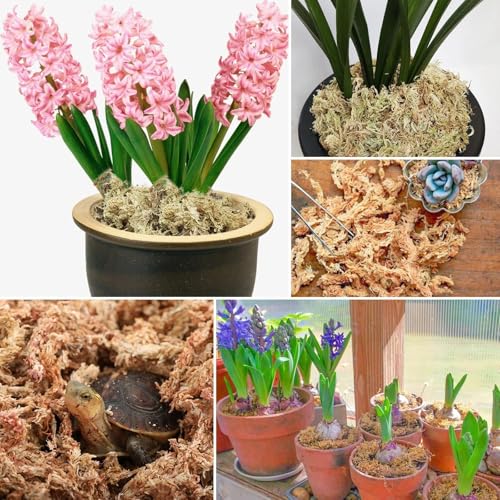 ZeeDix 2.2 lb Premium Sphagnum Moss Bulk, Natural Long Fiber Orchid Sphagnum Peat Moss for Carnivorous Plants Succulent Monstera Indoor Outdoor Plants & Reptiles Terrariums Habitats(Expands to 40 qt) - size: 2.2 pounds
