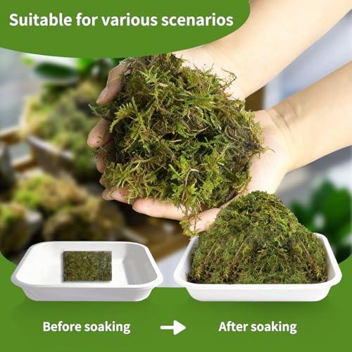 Compressed Sphagnum Moss for Plants & Reptiles (2pc)– Dried Peat Moss, Moisture-Retentive for Indoor Plants, Orchids, Terrariums, Reptile Bedding (100% Natural, Reptile-Safe - size: 2PCS