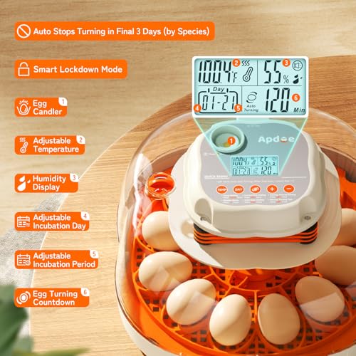 APDOE Egg Incubators for Hatching Eggs, Temperature and Humidity Control, Automatic Egg Turning, Egg Candler, External Water Bottle, Air Vent, for Chicken, Duck & Quail Eggs, 12 Eggs + 30 Quail Eggs - size: 12 Eggs + 30 Quail Eggs