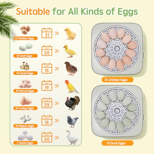 Incubator for Hatching Eggs Automatic Humidity and Temperature Control 12 Eggs Incubator, Digital Display Auto Turner 360° View Egg Candler for Chicken, Duck and Quail Bird Eggs