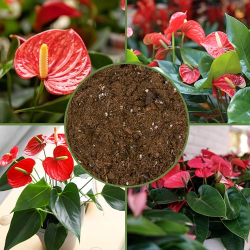 Soil Sunrise Anthurium Plant Potting Soil Mix (8 Quarts) Indoor Houseplant Custom Blend for Flowering Anthuriums - size: 8 Quarts