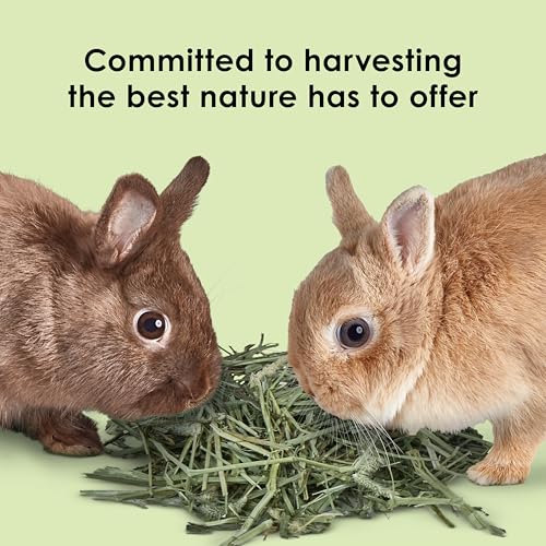Kaytee Timothy Hay, High Fiber, Grown Specifically for Small Animals, Rabbits, Guinea Pigs, Chinchillas, Ideal Bulk Order for Small Pets, 6 Pounds - size: 6 Pound (Pack of 1)