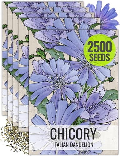 Seed Needs Chicory Seeds to Plant Italian Dandelion Blue Flowers 5 Packs - size: 5 Packs, style: Italian Dandelion