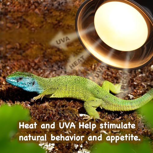 MRREPTILE Reptile Heat Lamp Bulbs, 2-Pack 150W Intense Basking Bulbs, Reptile Basking Lamps, Bearded Dragon Basking Light, Simulated Natural Basking for Reptiles Snakes Lizards Tortoise Heater - size: 150W