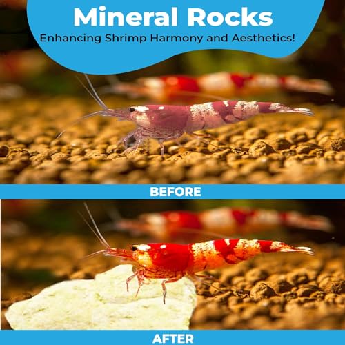 JOR 2 oz Hermit Crab Rocks, Natural Calcium Stones for Shrimp Tank Kit, Crab Decor Accessory, Rock Source for Crabs, Snails & Shrimp, Suitable for Marine Tanks, Freshwater Use & Terrarium Habitats